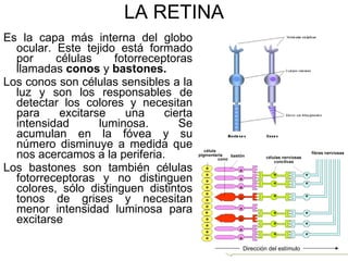 LA RETINA Es la capa más interna del globo ocular. Este tejido está formado por células fotorreceptoras llamadas  conos  y  bastones.  Los conos son células sensibles a la luz y son los responsables de detectar los colores y necesitan para excitarse una cierta intensidad luminosa. Se acumulan en la fóvea y su número disminuye a medida que nos acercamos a la periferia. Los bastones son también células fotorreceptoras y no distinguen colores, sólo distinguen distintos tonos de grises y necesitan menor intensidad luminosa para excitarse Dirección del estímulo 