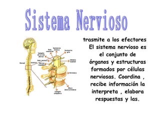 trasmite a los efectores El sistema nervioso es el conjunto de órganos y estructuras formados por células nerviosas. Coordina , recibe información la interpreta , elabora   respuestas y las. Sistema Nervioso 