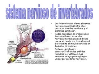 Los invertebrados tienes sistemas nerviosos sencillos.Entre ellos destacan la redes nerviosas y el sistemas ganglionar. Redes nerviosas:  se presentas en los celentéreos. las células nerviosas forman una red difusa que se extiende por todo el animal. Se trasmite el impulso nervioso en todas las direcciones. Sistema  ganglionar:  característico de los anélidos , moluscos y crustáceos . Las neuronas se agrupan en glangios unidos por cordones nerviosos . sistema nervioso de invertebrados 