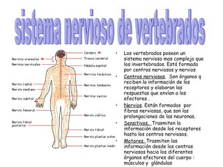 Los vertebrados poseen un sistema nervioso mas complejo que los invertebrados. Está formado por centros nerviosos y nervios  Centros nerviosos .  Son órganos q reciben la información de los receptores y elaboran las respuestas que envían a los efectores .  Nervios . Están formados  por fibras nerviosas, que son las prolongaciones de las neuronas. Sensitivos.  Trasmiten la información desde los receptores hasta los centros nerviosos. Motores.  Trasmiten las información desde los centros nerviosos hacia los diferentes órganos efectores del cuerpo : músculos y  glándulas sistema nervioso de vertebrados 