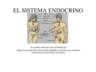 EL SISTEMA ENDOCRINO EL sistema endocrino esta constituido por  Órganos especializados denominados glándulas endocrinas que  producen  hormonas que actúan como mensajeros . 