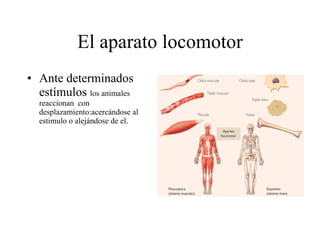 El aparato locomotor Ante determinados estímulos  los animales reaccionan  con desplazamiento:acercándose al estimulo o alejándose de el. 