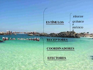 ELEMENTOS DE LA RELACIÓN ESTÍMULOS RECEPTORES COORDINADORES EFECTORES FÍSICOS QUÍMICOS BIÓTICOS 