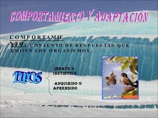 COMPORTAMIENTO Y ADAPTACIÓN COMPORTAMIENTO ES EL CONJUNTO DE RESPUESTAS QUE EMITEN LOS ORGANISMOS TIPOS - INNATO O INSTINTIVO - ADQUIRIDO O APRENDIDO 