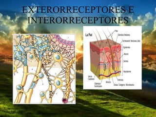 EXTERORRECEPTORES E INTERORRECEPTORES 