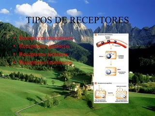 TIPOS DE RECEPTORES Receptores mecánicos Receptores químicos Receptores térmicos Receptores luminosos 