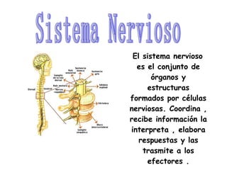 El sistema nervioso es el conjunto de órganos y estructuras formados por células nerviosas. Coordina , recibe información la interpreta , elabora   respuestas y las trasmite a los efectores . Sistema Nervioso 