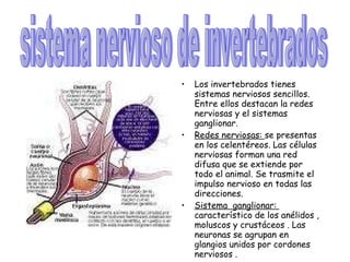 Los invertebrados tienes sistemas nerviosos sencillos. Entre ellos destacan la redes nerviosas y el sistemas ganglionar. Redes nerviosas:  se presentas en los celentéreos. Las células nerviosas forman una red difusa que se extiende por todo el animal. Se trasmite el impulso nervioso en todas las direcciones. Sistema  ganglionar:  característico de los anélidos , moluscos y crustáceos . Las neuronas se agrupan en glangios unidos por cordones nerviosos . sistema nervioso de invertebrados 