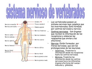 Los vertebrados poseen un sistema nervioso mas complejo que los invertebrados. Está formado por centros nerviosos y nervios.  Centros nerviosos .  Son órganos que reciben la información de los receptores y elaboran las respuestas que envían a los efectores .  Nervios . Están formados  por fibras nerviosas, que son las prolongaciones de las neuronas. Sensitivos.  Trasmiten la información desde los receptores hasta los centros nerviosos. Motores.  Trasmiten las información desde los centros nerviosos hacia los diferentes órganos efectores del cuerpo : músculos y  glándulas sistema nervioso de vertebrados 