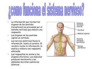 La información que reciben los órganos de los sentidos (receptores) es procesada por el sistema nervioso que elabora una respuesta. Los órganos de los sentidos  captan un estimulo.  Los nervios sensitivos llevan la información  hasta al cerebro. El cerebro recibe la información ,la analiza y elabora una respuesta adecuada.  Las respuestas se envían a los órganos efectores. Los músculos producen movimiento y las glándulas secretan sustancias químicas. ¿como funciona el sistema nervioso? 