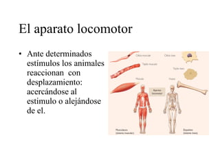El aparato locomotor Ante determinados estímulos los animales reaccionan  con desplazamiento: acercándose al estimulo o alejándose de el. 