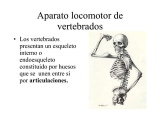 Aparato locomotor de vertebrados Los vertebrados presentan un esqueleto interno o endoesqueleto constituido por huesos que se  unen entre si por  articulaciones. 