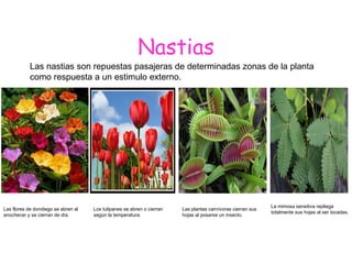 Nastias Las nastias son repuestas pasajeras de determinadas zonas de la planta como respuesta a un estimulo externo. Las flores de dondiego se abren al anochecer y se cierran de día. Los tulipanes se abren o cierran según la temperatura. Las plantas carnívoras cierran sus hojas al posarse un insecto. La mimosa sensitiva repliega totalmente sus hojas al ser tocadas. 