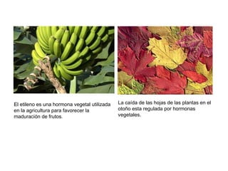 El etileno es una hormona vegetal utilizada en la agricultura para favorecer la maduración de frutos . La caída de las hojas de las plantas en el otoño esta regulada por hormonas vegetales. 