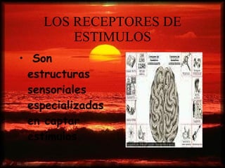 LOS RECEPTORES DE ESTIMULOS Son estructuras sensoriales especializadas en captar estímulos. 