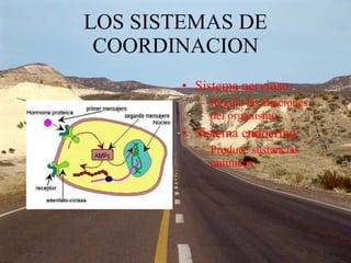LOS SISTEMAS DE COORDINACION Sistema nervioso: Regula las funciones del organismo Sistema endocrino: Produce sustancias químicas 