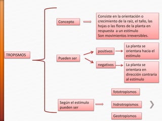 TROPISMOS
Concepto
Consiste en la orientación o
crecimiento de la raíz, el tallo, las
hojas o las flores de la planta en
respuesta a un estímulo
Son movimientos irreversibles.
Pueden ser
positivos
negativos
La planta se
orientara hacia el
estímulo
La planta se
orientara en
dirección contraria
al estímulo
Según el estímulo
pueden ser
fototropismos
hidrotropismos
Geotropismos
 