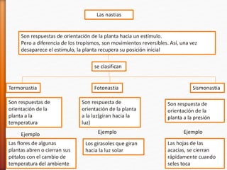 Las nastias
Son respuestas de orientación de la planta hacia un estímulo.
Pero a diferencia de los tropismos, son movimientos reversibles. Así, una vez
desaparece el estímulo, la planta recupera su posición inicial
se clasifican
Termonastia Fotonastia Sismonastia
Son respuestas de
orientación de la
planta a la
temperatura
Son respuesta de
orientación de la planta
a la luz(giran hacia la
luz)
Son respuesta de
orientación de la
planta a la presión
Ejemplo Ejemplo Ejemplo
Las flores de algunas
plantas abren o cierran sus
pétalos con el cambio de
temperatura del ambiente
Los girasoles que giran
hacia la luz solar
Las hojas de las
acacias, se cierran
rápidamente cuando
seles toca
 