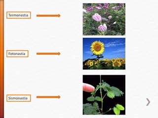 Termonastia
Fotonastia
Sismonastia
 