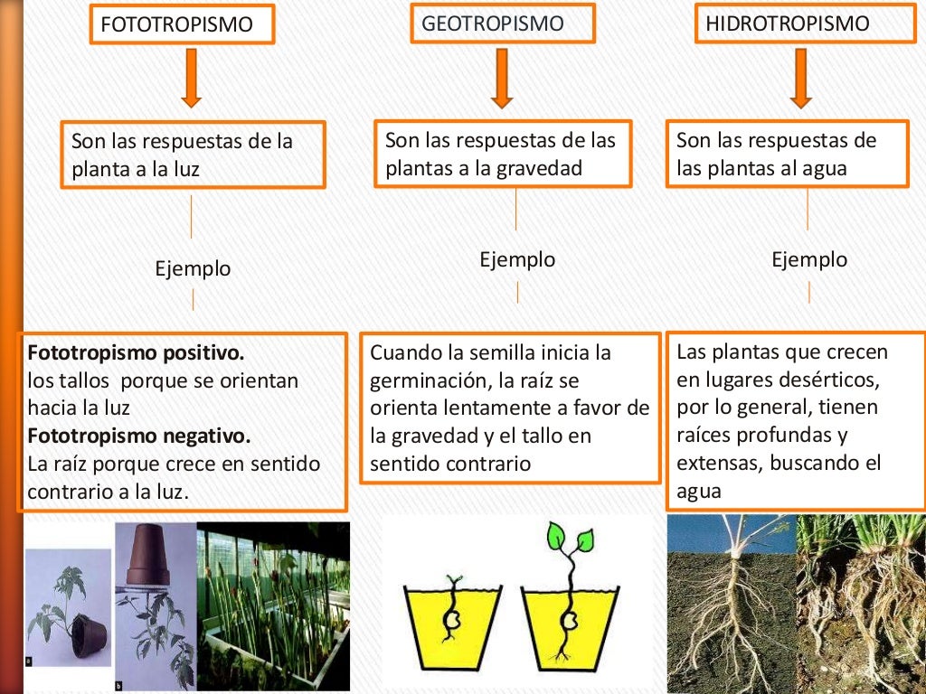 Función de relación en las plantas