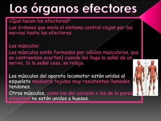 Los órganos efectores¿Qué hacen los efectores?Las órdenes que envía el sistema central viajan por los nervios hasta los efectores.Los músculos:Los músculos están formados por células musculares, que se contraen(se acortan) cuando les llega la señal de un nervio. Si la señal cesa, se relaja.Los músculos del aparato locomotor están unidos al esqueleto mediante tejidos muy resistentes llamados tendones.Otros músculos, como los del corazón o los de la pared intestinal no están unidos a huesos.