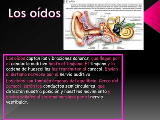 Los oídosLos oídos captan las vibraciones sonoras, que llegan por el conducto auditivo hasta el tímpano. El tímpano y la cadena de huesecillos las transmiten al caracol. Envían al sistema nervioso por el nervio auditivo Los oídos son también órganos del equilibrio. Cerca del caracol  están los conductos semicirculares, que detectan nuestra posición y nuestros movimiento y envían señales al sistema nervioso por el nervio vestibular.