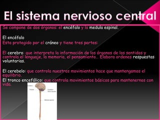El sistema nervioso centralSe compone de dos órganos: el encéfalo y la medula espinal.El encéfaloEsta protegido por el cráneo y tiene tres partes:El cerebro: que interpreta la información de los órganos de los sentidos y controla el lenguaje, la memoria, el pensamiento… Elabora ordenes respuestas voluntarias.El cerebelo: que controla nuestros movimientos hace que mantengamos el equilibrio.El tronco encefálico: que controla movimientos básicos para mantenernos con vida.