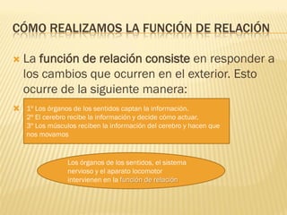 CÓMO REALIZAMOS LA FUNCIÓN DE RELACIÓN

 La función de relación consiste en responder a
  los cambios que ocurren en el e...
