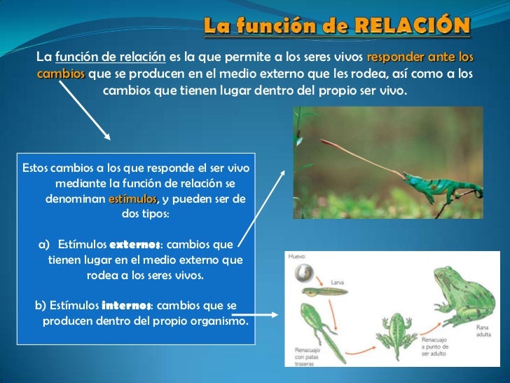 Función de relación y adaptación