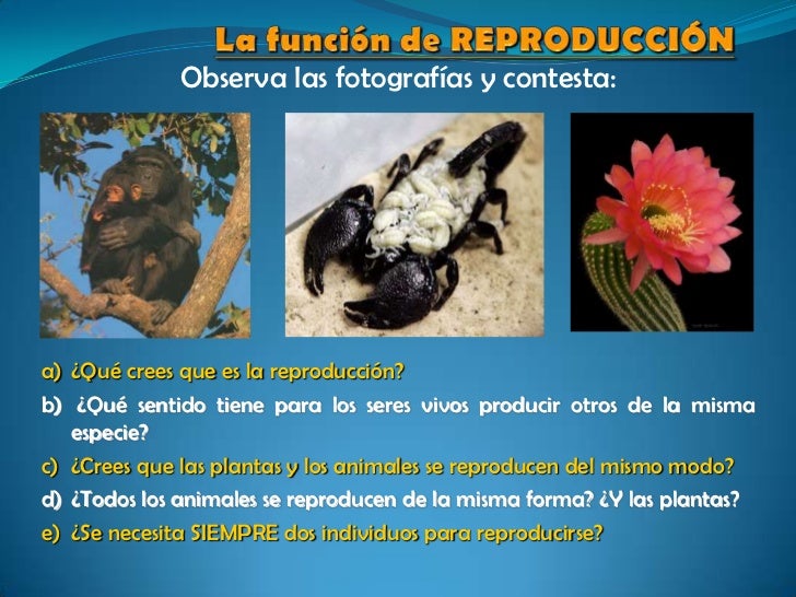 Función de reproducción