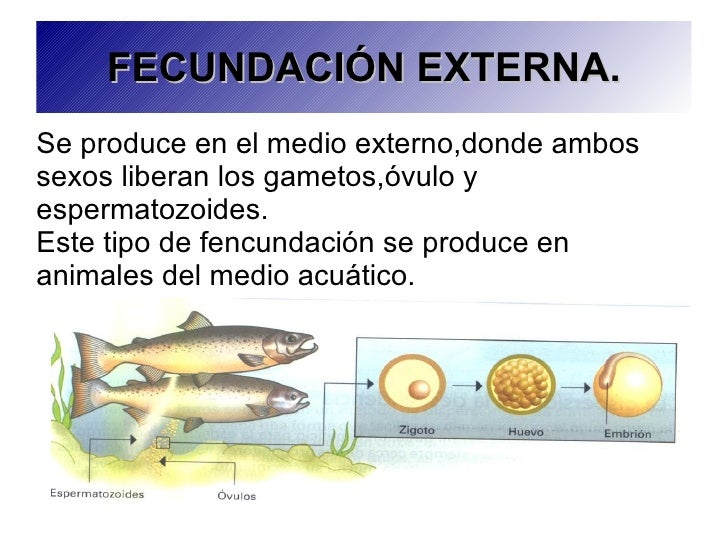 Función de reproducción