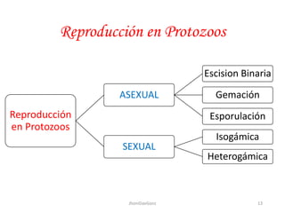 Reproducción en Protozoos
Reproducción
en Protozoos
ASEXUAL
Escision Binaria
Gemación
Esporulación
SEXUAL
Isogámica
Heterogámica
13JhoniDavGonz
 