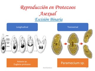 Reproducción en Protozoos
Asexual
Escisión Binaria
Longitudinal Transversal
Astasia sp.
Euglena protozoo Paramecium sp.
14JhoniDavGonz
 