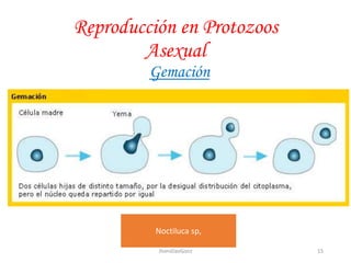 Reproducción en Protozoos
Asexual
Gemación
Noctiluca sp,
15JhoniDavGonz
 