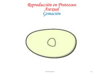 Reproducción en Protozoos
Asexual
Gemación
16JhoniDavGonz
 
