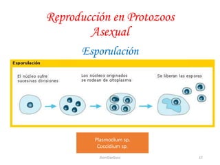 Reproducción en Protozoos
Asexual
Esporulación
Plasmodium sp.
Coccidium sp.
17JhoniDavGonz
 