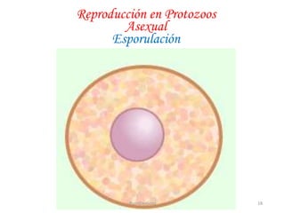 Reproducción en Protozoos
Asexual
Esporulación
18JhoniDavGonz
 