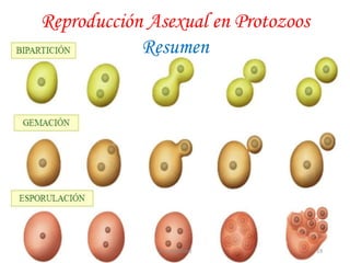 Reproducción Asexual en Protozoos
Resumen
19JhoniDavGonz
 