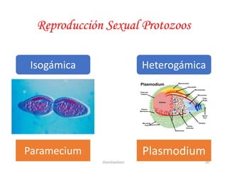 Reproducción Sexual Protozoos
Isogámica Heterogámica
Paramecium Plasmodium
20JhoniDavGonz
 