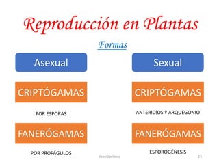 Reproducción en Plantas
Formas
Asexual Sexual
FANERÓGAMAS
CRIPTÓGAMAS
POR ESPORAS
POR PROPÁGULOS
FANERÓGAMAS
CRIPTÓGAMAS
ANTERIDIOS Y ARQUEGONIO
ESPOROGÉNESIS
25JhoniDavGonz
 