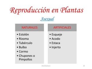 Reproducción en Plantas
Asexual
NATURALES
• Estolón
• Rizoma
• Tubérculo
• Bulbo
• Cormo
• Chupones o
Pimpollos
ARTIFICIALES
• Esqueje
• Acodo
• Estaca
• Injerto
26JhoniDavGonz
 