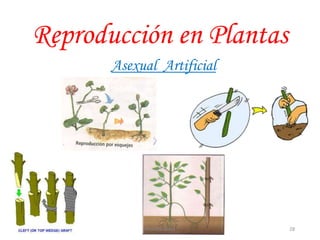 Reproducción en Plantas
Asexual Artificial
28JhoniDavGonz
 