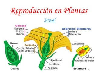 Reproducción en Plantas
Sexual
29JhoniDavGonz
 