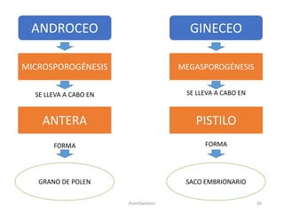 ANDROCEO GINECEO
ANTERA
MICROSPOROGÉNESIS
SE LLEVA A CABO EN
FORMA
PISTILO
MEGASPOROGÉNESIS
SE LLEVA A CABO EN
FORMA
GRANO DE POLEN SACO EMBRIONARIO
30JhoniDavGonz
 