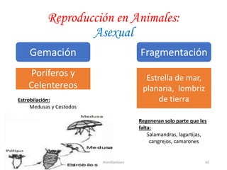 Reproducción en Animales:
Asexual
Gemación Fragmentación
Poríferos y
Celentereos
Estrella de mar,
planaria, lombriz
de tierra
Regeneran solo parte que les
falta:
Salamandras, lagartijas,
cangrejos, camarones
Estrobilación:
Medusas y Cestodos
42JhoniDavGonz
 