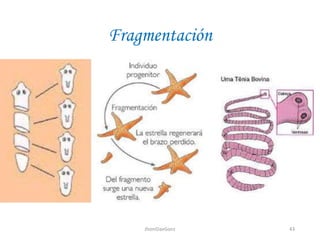 Fragmentación
43JhoniDavGonz
 