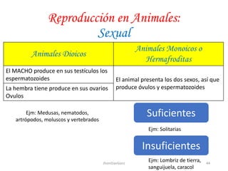 Reproducción en Animales:
Sexual
Animales Dioicos
Animales Monoicos o
Hermafroditas
El MACHO produce en sus testículos los
espermatozoides El animal presenta los dos sexos, así que
produce óvulos y espermatozoidesLa hembra tiene produce en sus ovarios
Ovulos
Insuficientes
Suficientes
Ejm: Solitarias
Ejm: Lombriz de tierra,
sanguijuela, caracol
Ejm: Medusas, nematodos,
artrópodos, moluscos y vertebrados
44JhoniDavGonz
 