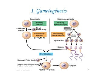 1. Gametogénesis
46JhoniDavGonz
 