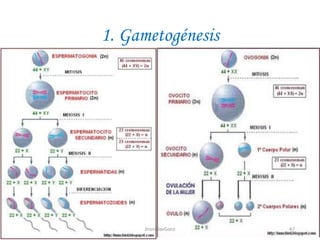 1. Gametogénesis
47JhoniDavGonz
 