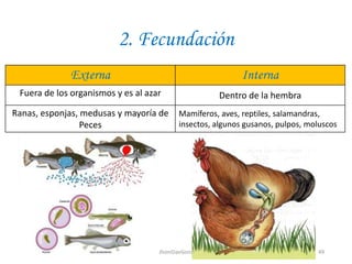 2. Fecundación
Externa Interna
Fuera de los organismos y es al azar Dentro de la hembra
Ranas, esponjas, medusas y mayoría de
Peces
Mamíferos, aves, reptiles, salamandras,
insectos, algunos gusanos, pulpos, moluscos
49JhoniDavGonz
 